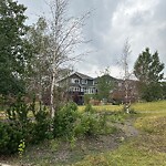 Tree Maintenance - City Owned at 33 Auburn Bay Av SE