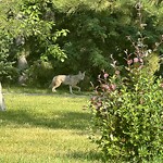 Coyote Sightings and Concerns at 40 Shawinigan Ri SW