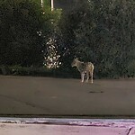 Coyote Sightings and Concerns at 501 33 St NW