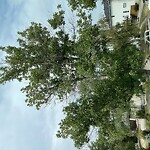 Tree Maintenance - City Owned at 159 Rosery Dr NW Northwest Calgary