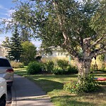 Tree Maintenance - City Owned at 30 Waterloo Dr SW