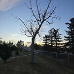 Tree Maintenance - City Owned at 508 Lake Newell Cr SE