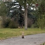 Coyote Sightings and Concerns at 6804 89 Av NE