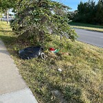 Debris on Street, Sidewalk, Boulevard at 80 Somerside Mr SW