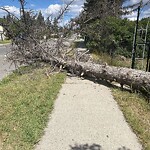 Debris on Street, Sidewalk, Boulevard at 1916 Home Rd NW