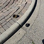 Debris on Street, Sidewalk, Boulevard at 404 Scandia Ba NW