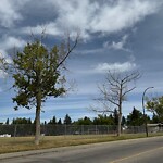 Tree Maintenance - City Owned at 11231 Wilson Rd SE