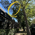 Tree Maintenance - City Owned at 814 4 A St NE