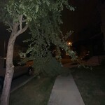 Tree Maintenance - City Owned at 212 Elgin Meadows Wy SE