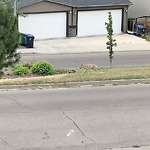 Coyote Sightings and Concerns at 824 Bridge Crescent NE Bridgeland Riverside