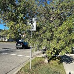 Tree Maintenance - City Owned at 1916 New Brighton Dr SE