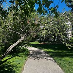 Tree Maintenance - City Owned at 1629 21 Av SW