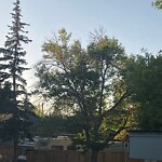 Tree Maintenance - City Owned at 1944 10 Av NE