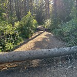 Tree Maintenance - City Owned at 55 Discovery Ridge Ln SW