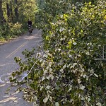 Tree Maintenance - City Owned at 2624 Parkdale Bv NW