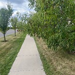 Tree Maintenance - City Owned at 256 New Brighton Ld SE