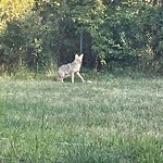 Coyote Sightings and Concerns at 840 Bridge Cr NE