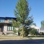 Tree Maintenance - City Owned at 327 12 Av NW