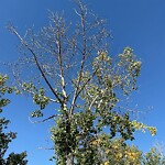 Tree Maintenance - City Owned at 6036 Penworth Rd SE