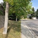 Tree Maintenance - City Owned at 4127 Edgemont Hl NW