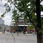 Tree Maintenance - City Owned at 1409 17 Av SW