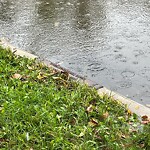 Catch Basin / Storm Drain Concerns at 228 Elgin Meadows Wy SE