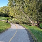 Tree Maintenance - City Owned at 2687 10 St NW