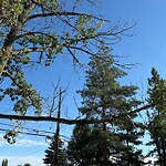 Tree Maintenance - City Owned at 2202 2 Av NW