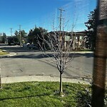 Tree Maintenance - City Owned at 2003 43 Ave SW Altadore