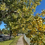 Tree Maintenance - City Owned at 103 Midglen Wy SE