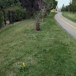 Tree Maintenance - City Owned at 98 Citadel Crest Ci NW