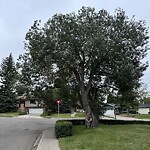 Tree Maintenance - City Owned at 5715 Dalhousie Dr NW