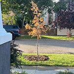 Tree Maintenance - City Owned at 1007 1 Av NW