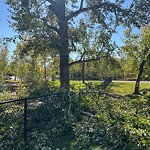 Tree Maintenance - City Owned at 1440 17 A St SE