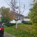 Tree Maintenance - City Owned at 2812 Cochrane Rd NW