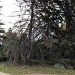 Tree Maintenance - City Owned at 852 Willingdon Bv SE