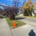 Tree Maintenance - City Owned at 649 Queensland Dr SE