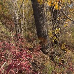 Tree Maintenance - City Owned at 7100 15 St SE