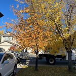 Tree Maintenance - City Owned at 23 Bridlewood Ci SW