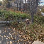 Tree Maintenance - City Owned at 116 Douglas Shore Cl SE