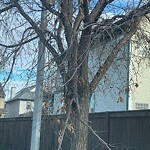 Tree Maintenance - City Owned at 305 Tuscany Dr NW