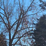 Tree Maintenance - City Owned at 23 Rundlecairn Pl NE