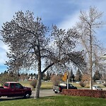 Tree Maintenance - City Owned at 312 Ashley Cr SE