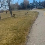 Coyote Sightings and Concerns at 950 Robert Rd NE