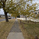 Tree Maintenance - City Owned at 4556 32 Av NE