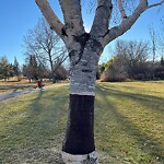 Tree Maintenance - City Owned at 738 27 Av NW