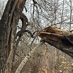 Tree Maintenance - City Owned at 5219 13 Av NW