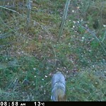 Coyote Sightings and Concerns at 82 Stradwick Ri SW