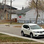 Coyote Sightings and Concerns at 3817 Centre B St NW