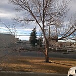 Tree Maintenance - City Owned at 5770 1 St SE